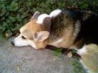 Zippy the Corgi snoozing again