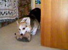 Zippy the Corgi with Hedgie