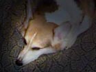Zippy the Corgi sleeping