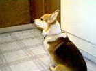 Zippy the Corgi waiting on food