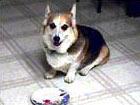 Zippy the Corgi with plate