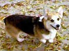 Zippy the Corgi going for a walk