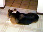 Zippy the Corgi snoozing