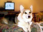 Zippy the Corgi and TV