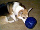 Zippy the Corgi rolling Buster Cube