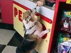 Zippy the Corgi at Petco