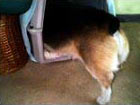 Zippy the Corgi going into crate